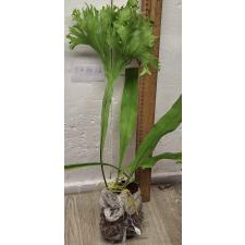 Микросорум пунстатум "Киннари" (Суперклон) / Microsorum punctatum 'Kinnaree' (Superclone) 189