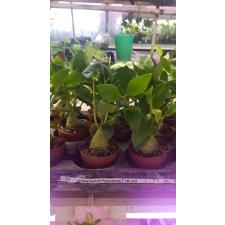 Гиднофитум Папуанум / Hydnophytum Papuanum