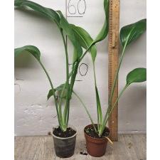 Эухарис крупноцветковый / Eucharis grandiflora 