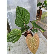 Anthurium Siri (radicans x dressleri) pot 4600p