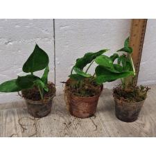 Epipremnum godzilla (S)