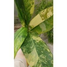 dieffenbachia sp Yellow variegated N5 по 3500p