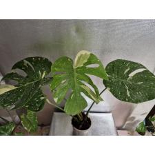 Monstera deliciosa ‘Thai Constellation’ pot 3500р