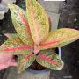 Aglaonema P-9 Ruay Lonfa