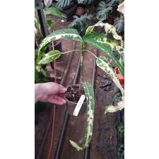 Codiaeum Inthara Rungsan 225/1