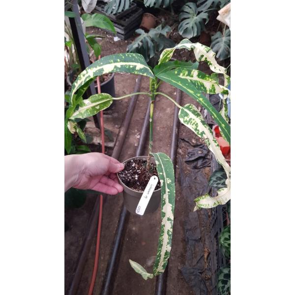Codiaeum Inthara Rungsan 225/1