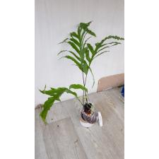 Phlebodium aureum var. undulatum 196