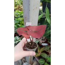 Caladium 23