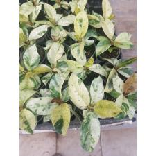 Ficus elastica moonshine 6 cm pot