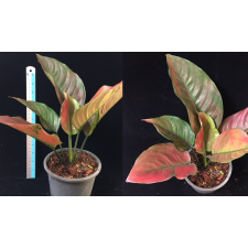 Aglaonema Maha Heng 52