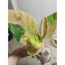 Aglaonema Kamlai Thong. 1100р