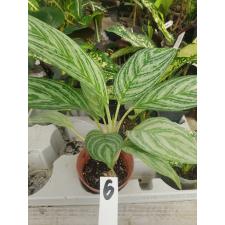 Aglaonema Noviteit pot 6