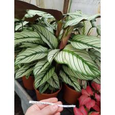 Calat Ma Whitestar 19 cm pot
