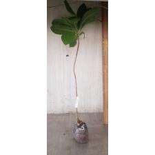 Careya sphaerica (green leaf)(seedling) 41