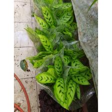 Calathea Leopardina 12 сm pot