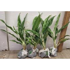 Аглаонема Рич номер 4 / Aglaonema Rich no.4 A-68