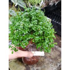 Murraya paniculata 'Min-a-Min' Dwarf mutation(C 417 июнь
