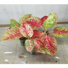 Aglaonema Maha Sethee pot