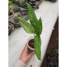 Aglaonema sp green стакан 350р