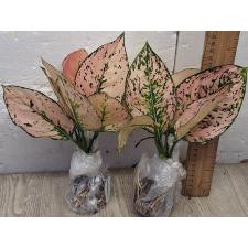 Аглаонема Камкун номер 2 / Aglaonema Kamkoon no.2 A-139