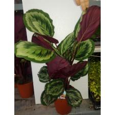 Calathea 'mysty' 19 cm pot, 80cm h