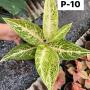 Aglaonema P-10 Ruay Lonfa white