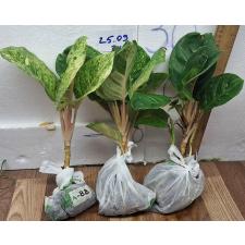 Аглаонема Анкет Грин / Гамлай Йок / Aglaonema anklet green / Gamlai Yok A-88
