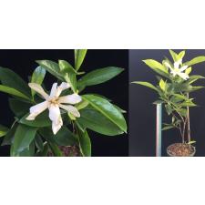 Gardenia sp.(T14) Taiwan 428