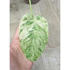 philodendron giganteum variegated pot