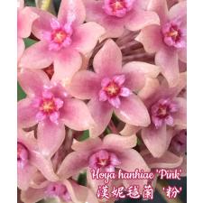 Hoya hanhiae 'Pink' A35