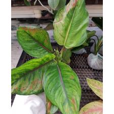 Aglaonema sp ( L) Heng Heng