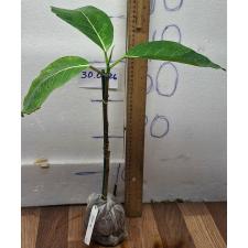 Фикус Лимон Фроз / Ficus Lemon Froze