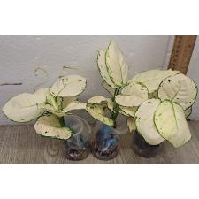 Аглаонема Супер Белая / Aglaonema Super White A-40