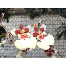 Онцидиум КПС Уайт / Oncidium KPS white