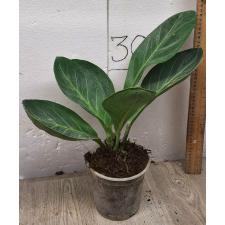 Anthurium jenmanii round leaves