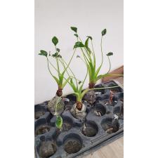Alocasia cucullata Dwarf 79