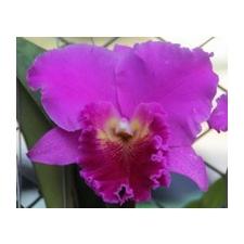 Рлк. Лаки мен Лавандовый / Rlc. Lucky Man Larvender