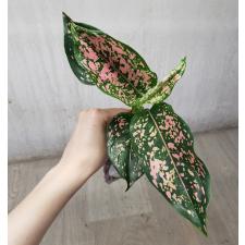 Aglaonema rub gold galaxy A-91