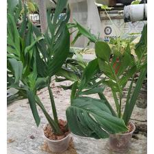 Monstera sp. Siam Monstera (big leaves) 3500р