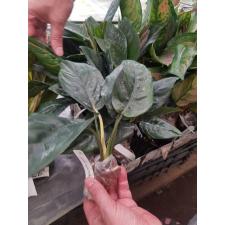 Aglaonema Siam Ruby (rotundum x simplex) 50