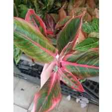 Aglaonema NEW9 Lipstick