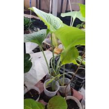 Eurycles (Proiphys) amboinensis pot