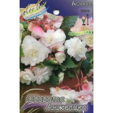 Бегония одората Анжелика / Begonia Odorata Angelique