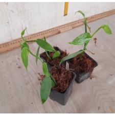 Vanilla planifolia зеленая