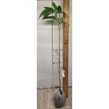 Роллиния деликоса (Сеянец) / Rollinia deliciosa (seedling) 251