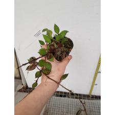 Hoya lacunosa 'red leaves' 1.5"