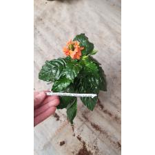 Crossandra Infundib. 'fortuna' 9 сm pot