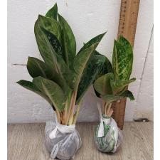 Аглаонема Индиана Кинг / Aglaonema Indiana King A-30