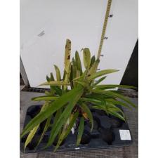 Ficus irregularis 'Sunspray' 