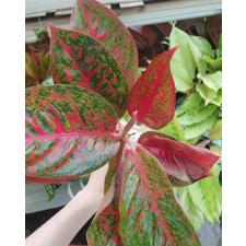 Aglaonema T20 Sub Mongkol